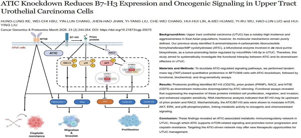 Graphical abstract for ATIC Knockdown Reduces B7-H3 Expression and Oncogenic Signaling in Upper Tract Urothelial Carcinoma Cells